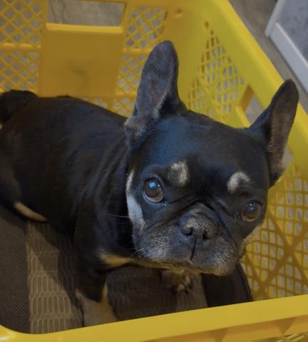 フレンチブルドッグ🌸里親募集