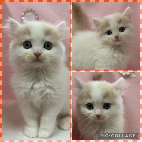 スコティッシュストレート