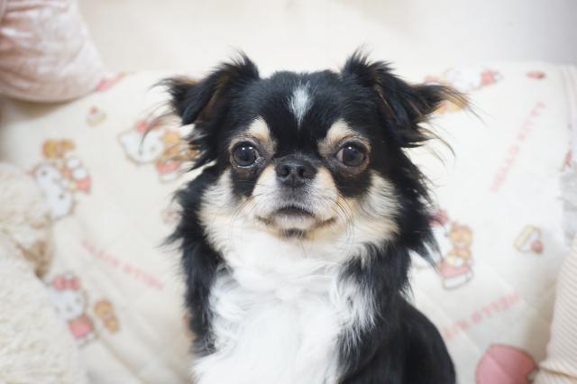 チワワ（ロングコート）