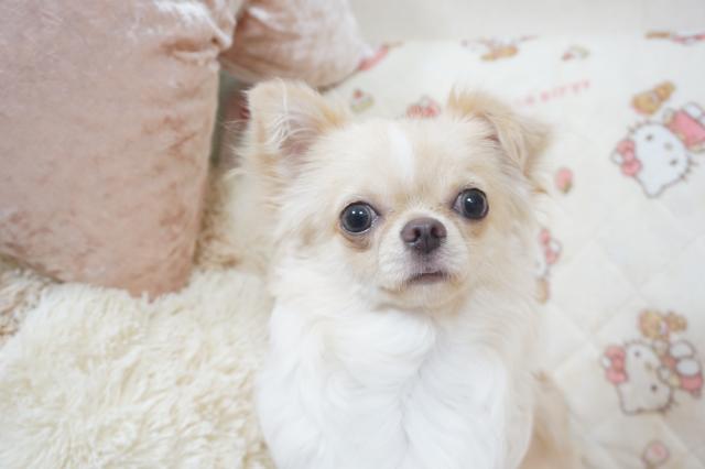 チワワ（ロングコート）