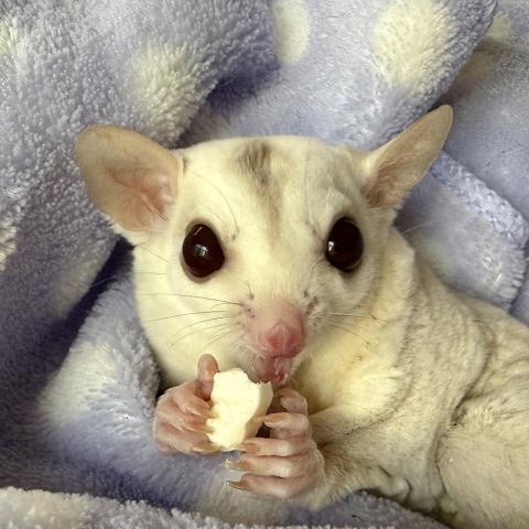 クリミノホワイトフェイス