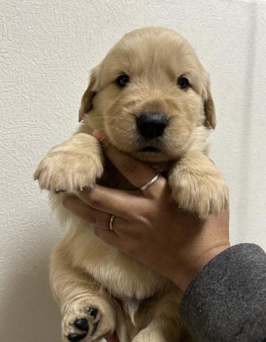 ゴールデンレトリーバー