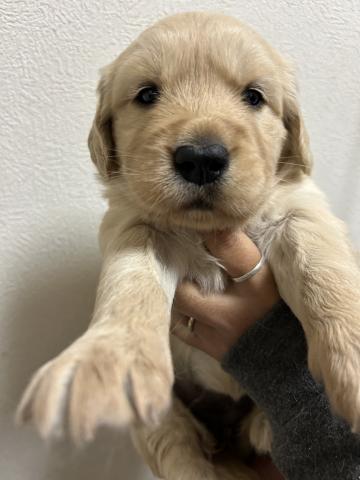 ゴールデンレトリーバー