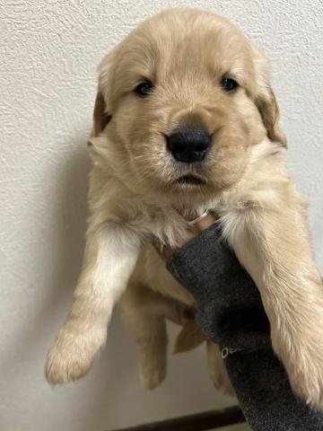 ゴールデンレトリーバー