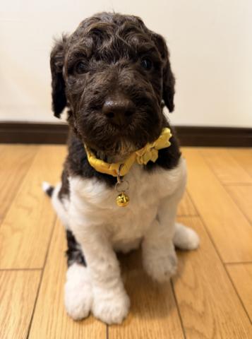 MIXラブラドゥードル