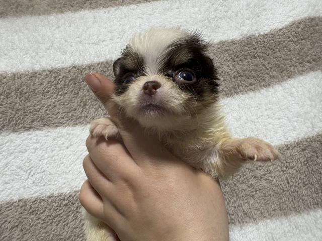 チワワ（ロングコート）