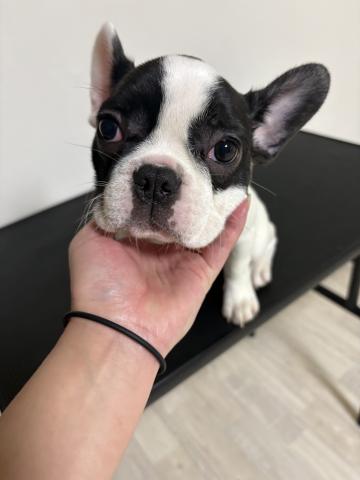 フレンチブルドッグ