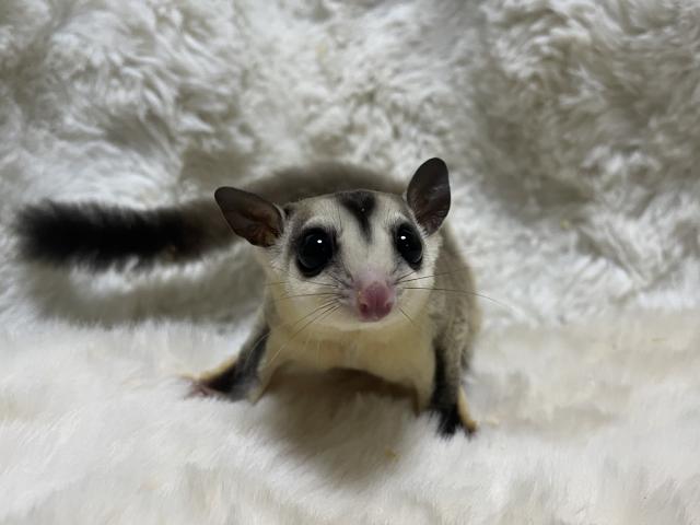 ホワイトフェイス