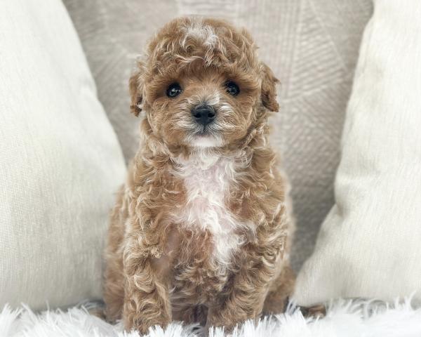 トイプードル（ティーカップ～タイニー）