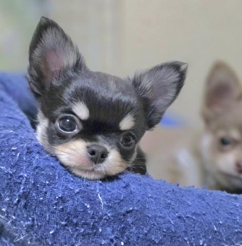 チワワ（ロングコート）