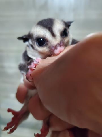 ノーマルヘテロクリミノ