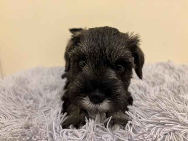 ミニチュアシュナウザー