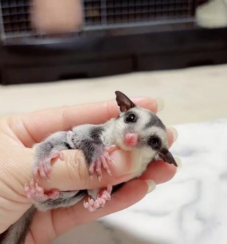 ノーマルヘテロリューシ