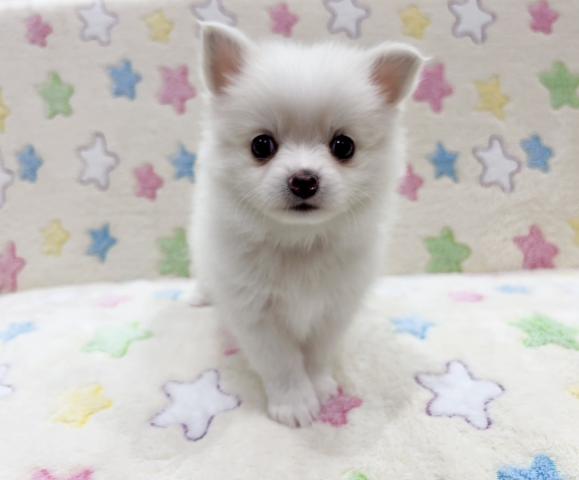 MIXチワワ×ポメラニアン