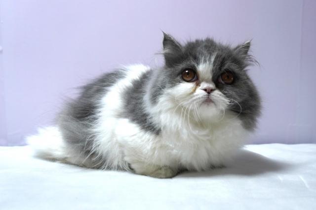 ミヌエット（旧ナポレオン）