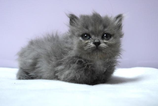 ミヌエット（旧ナポレオン）