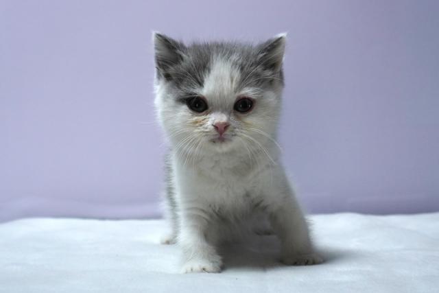 ミヌエット（旧ナポレオン）