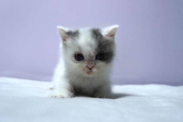 ミヌエット（旧ナポレオン）