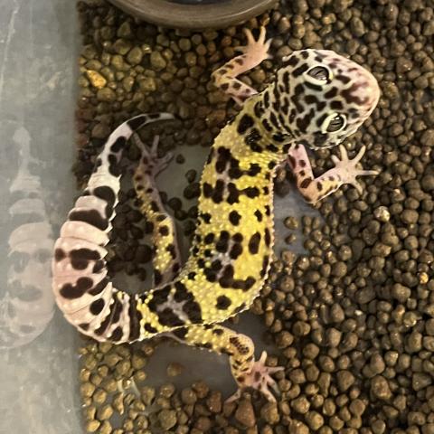 レオパードゲッコー マックスノー