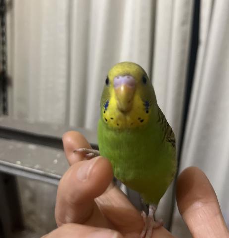 雄確定！手乗りセキセイインコ　ノーマルグリーン系
