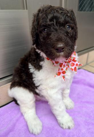 MIXラブラドゥードル