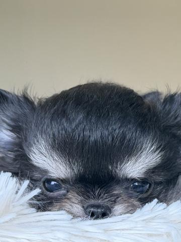 チワワ（ロングコート）