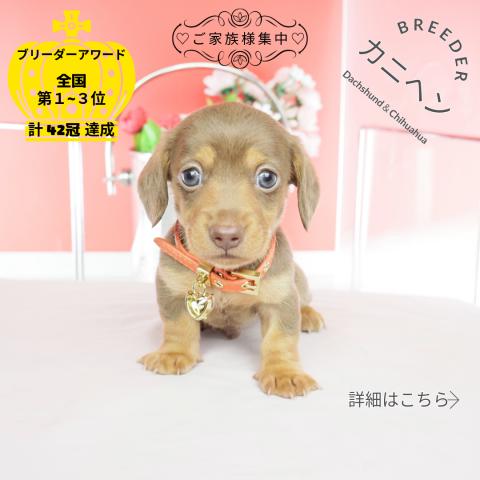 カニヘンダックスフンド　スムース