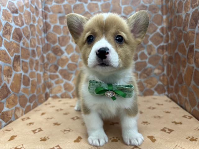 ウェルシュコーギーペンブローク