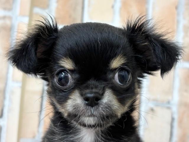 チワワ（ロングコート）