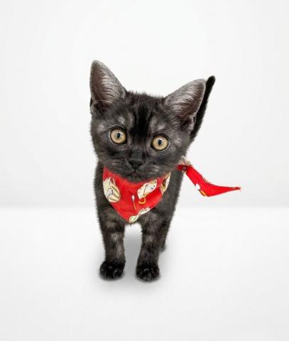 アメリカンショートヘアー