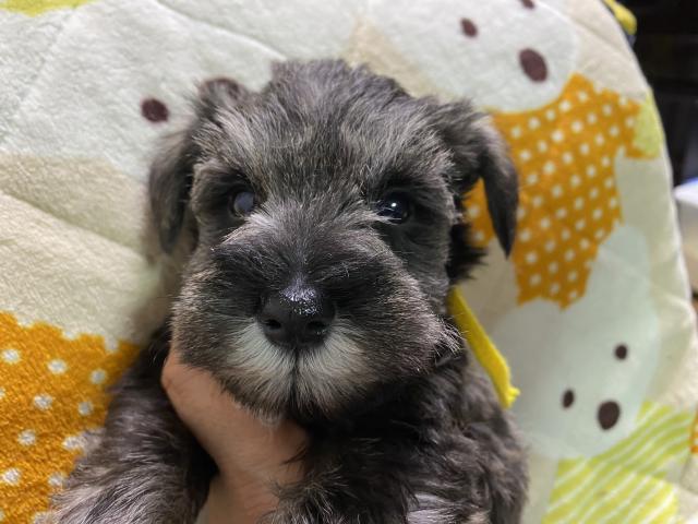 ミニチュアシュナウザー