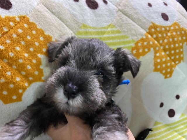 ミニチュアシュナウザー