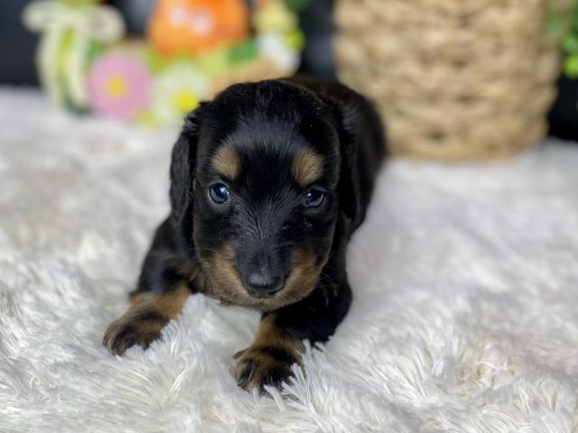 ミニチュアダックスフンド