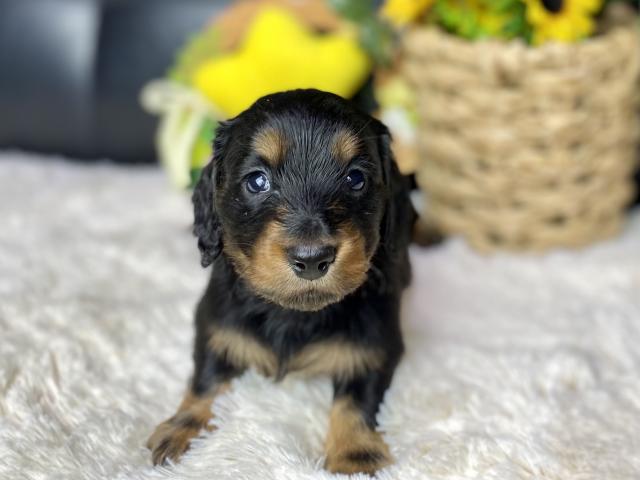 ミニチュアダックスフンド