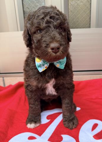 MIXラブラドゥードル