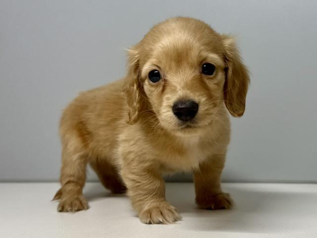 ミニチュアダックスフンド