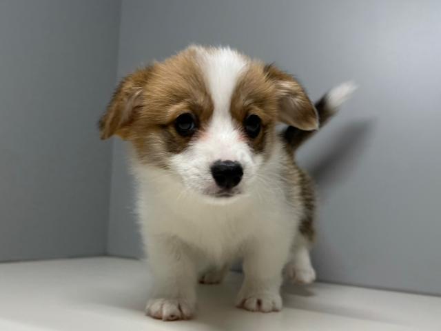 ウェルシュコーギーペンブローク