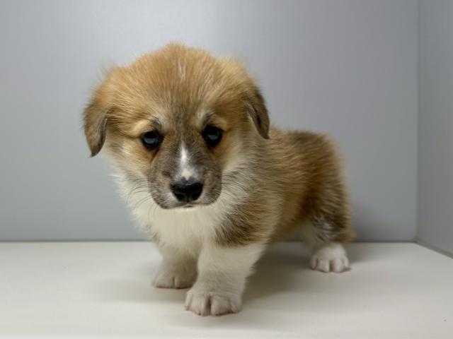 ウェルシュコーギーペンブローク