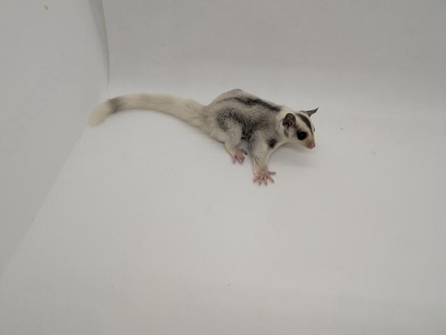 プラチナモザイク（リングテール）