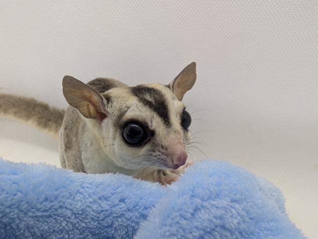 ホワイトフェイス