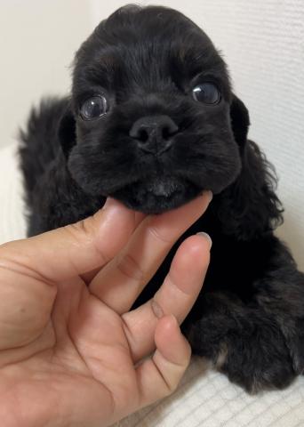 アメリカンコッカースパニエル