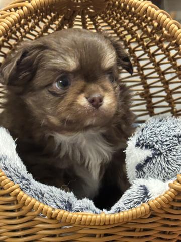 チワワ（ロングコート）