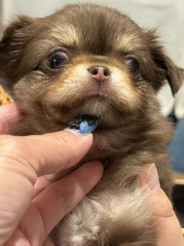 チワワ（ロングコート）