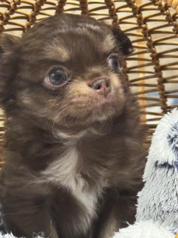 チワワ（ロングコート）