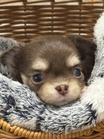 チワワ（ロングコート）