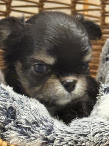 チワワ（ロングコート）