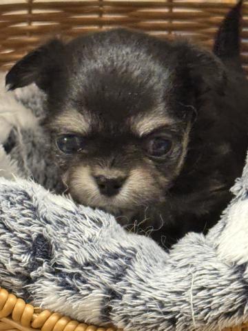 チワワ（ロングコート）