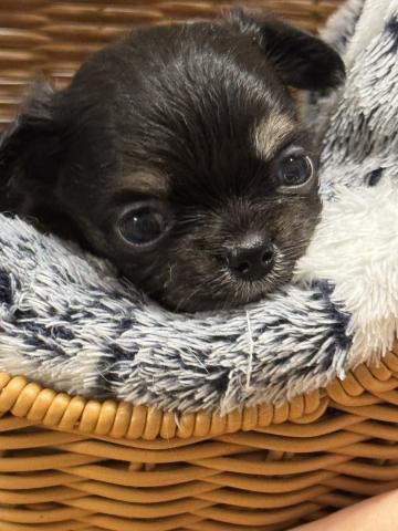 チワワ（ロングコート）