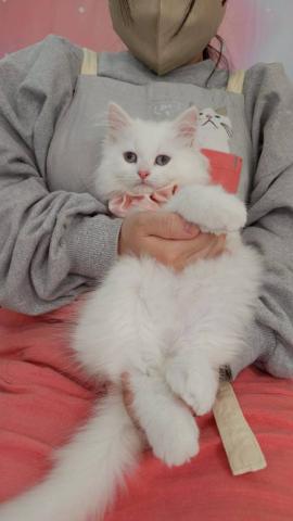 サイベリアン♡ホワイトソリッド♡ブルーアイ🌷GW限定のご縁割価格🌷