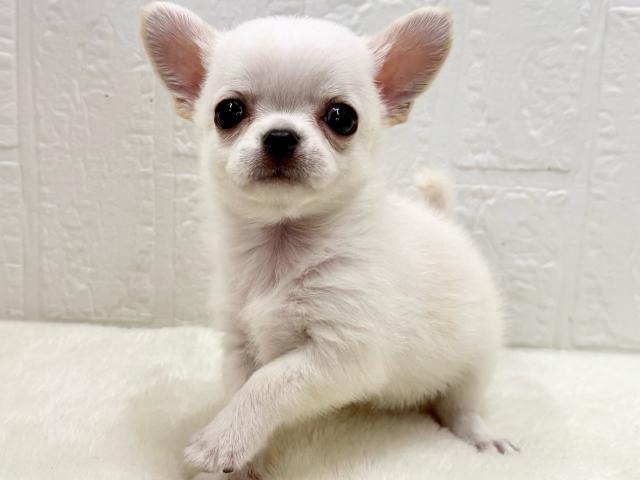 チワワ（スムースコート）